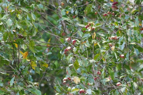 Clove Bud