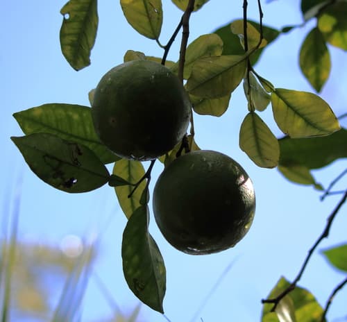Bergamot (FCF)