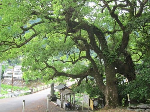 Camphor White