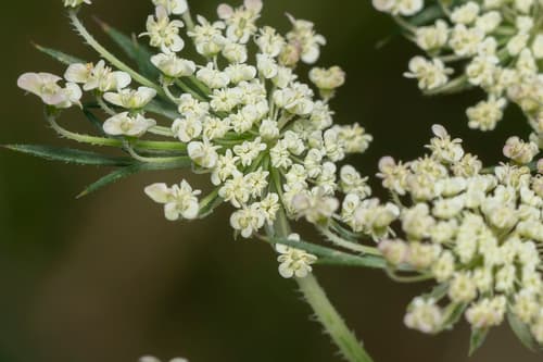Carrot Seed