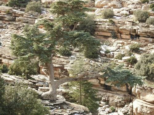 Cedarwood Atlas