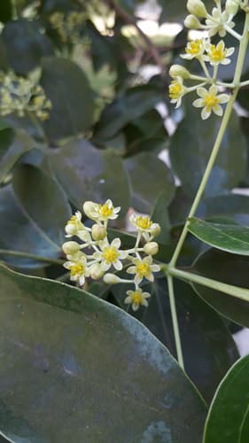 Cinnamon Bark