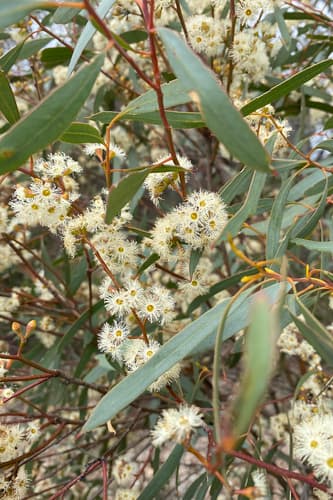 Blue Mallee Eucalyptus