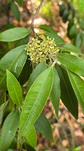 Lemon Myrtle