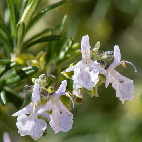 Rosemary CT Cineole