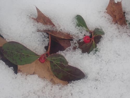 Wintergreen